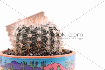 Close Up Details of a Cactus