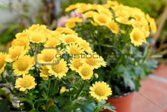 Beautiful Yellow Flowers in Garden