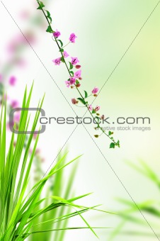 pink flower and fresh grass