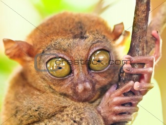 Phillipine tarsier