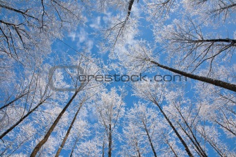 Alder tree crowns snow wrapped against blue sky