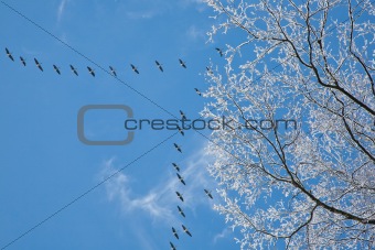 Snow wrapped alder branch and flock of geese flying over