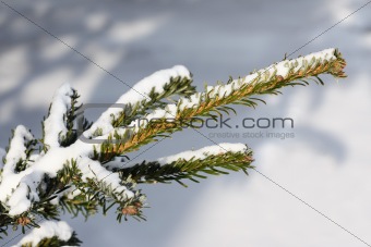 Pine branch in winter