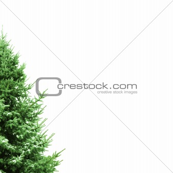 Christmas Card with fir