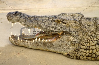 The mouth of a crocodile 
