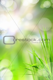 abstract beautiful fresh grass and light reflect in morning