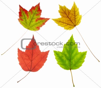 colorful maple leaves 