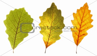 colorful oak leaves 
