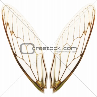 pairs of cicada wings