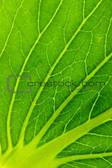 green salad leaf texture