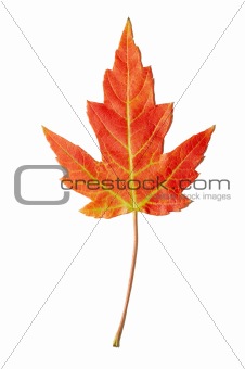 red maple leaf on overwhite