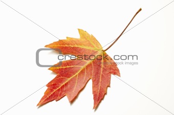 red maple leaf on white 