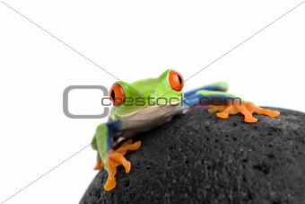 frog on a rock isolated white