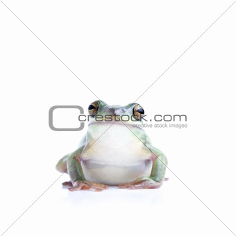 frog isolated on white