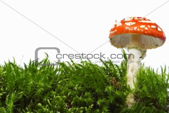 Red mushroom and moss