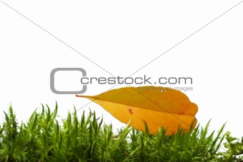 Yellow leaf on green moss isolated on white