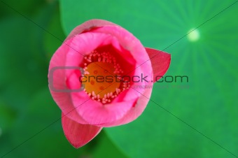 Top view of lotus flower