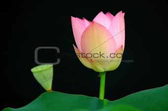 Lotus flower and bud