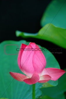 Lotus flower over black