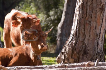 Pair of Spanish Cows in the Sunshine