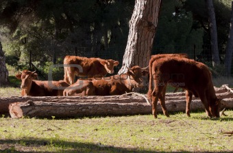 A herd of Spanish Cows