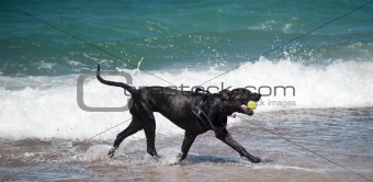 Black dog at the beach