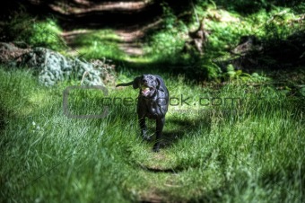 Black dog running in forest