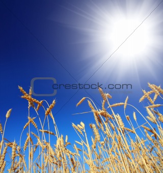stems of the wheat under sky