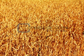 yellow field with ripe wheat