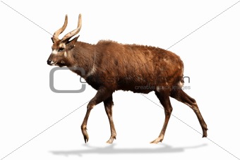 Male sitatunga antelope