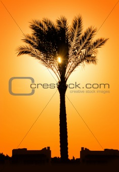silhouette of palm tree against sun