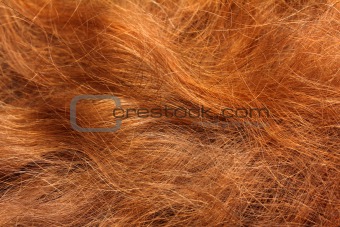 red hair close-up background