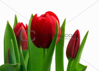 bouquet of red tulips close-up