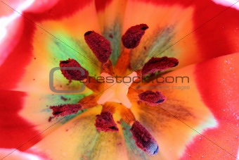 close-up view in red tulips