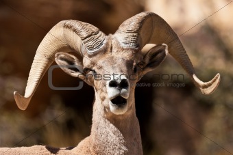 Bighorn Ram Sheep