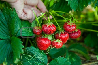 Closeup of fresh organic strawberries
