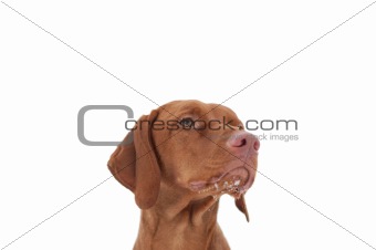 Hungarian Vizsla Dog Close-up