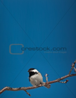 Black-Capped Chickadee Eating a Seed.