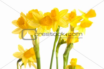 narcissus isolated on a white background