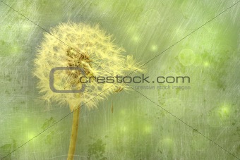 Closeup of dandelion with seeds