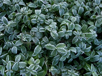 Leaves Frost Texture