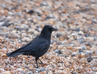 Carrion Crow on shingle beach