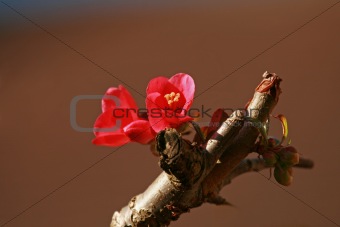 Chaenomeles flower
