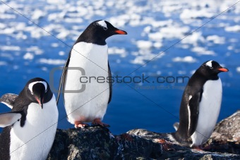 group of penguins 