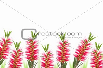 red bottle brush flower isolated on white background