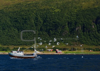 Seagulls chasing Fisherboat