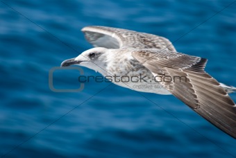 A seagull attack