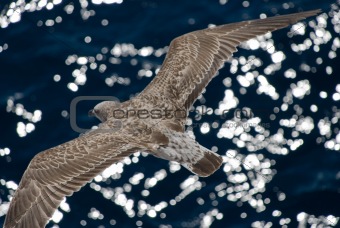 Gray seagull in flight