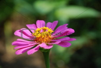 Velvet flower
