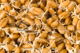 Wheat germs closeup